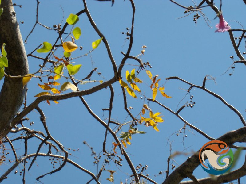 Bursera esparzae, photographed by Eugenio Padilla