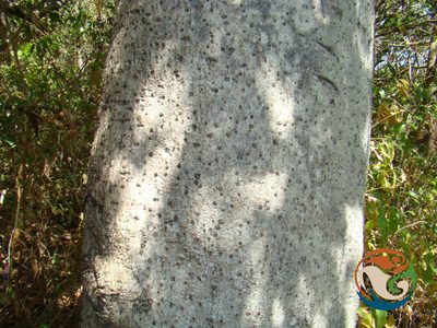 Bursera esparzae, photographed by Eugenio Padilla