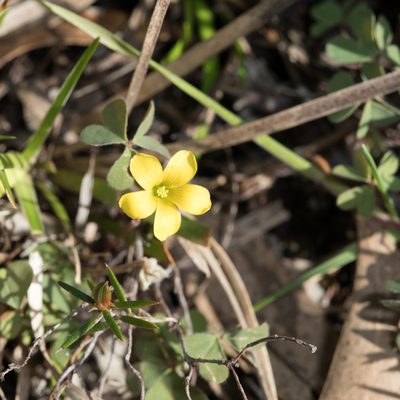 Oxalis perennans, photographed by Kym Nicolson