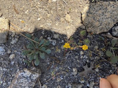 Erythranthe montioides, photographed by Brandon Wheeler