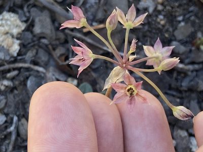 Allium campanulatum, photographed by Brandon Wheeler