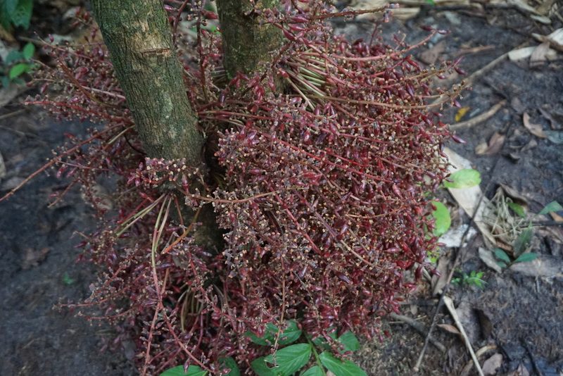 Baccaurea parviflora, photographed by eyrezer