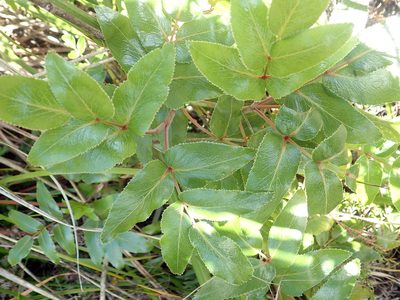Scandia rosifolia, photographed by Peter de Lange