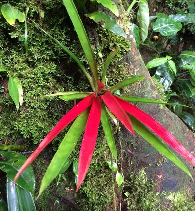Guzmania zahnii, photographed by Philip Vanbergen