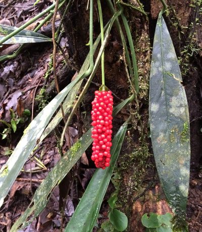 Anthurium bakeri, photographed by Philip Vanbergen