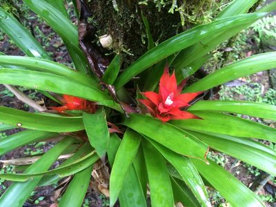 Guzmania lingulata, photographed by Philip Vanbergen