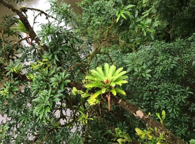 Werauhia gladioliflora, photographed by Philip Vanbergen