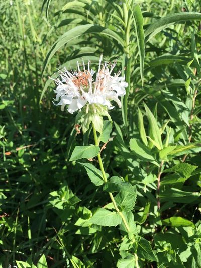 Monarda lindheimeri, photographed by Martha Richeson