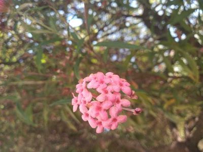 Arachnothryx leucophylla, photographed by Alexis López Hernández