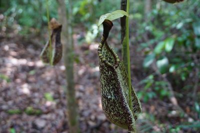 Nepenthes rafflesiana, photographed by eyrezer
