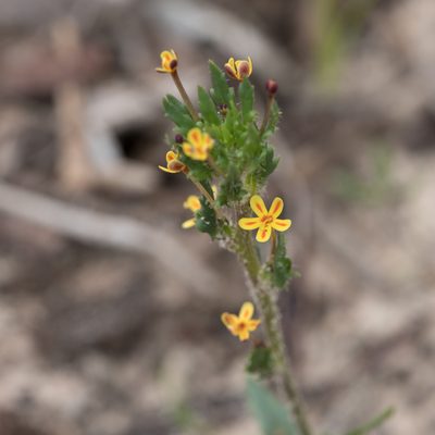 Zaluzianskya divaricata, photographed by Kym Nicolson