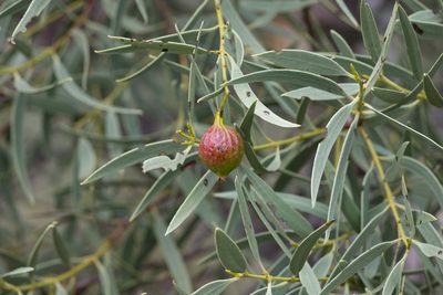 Santalum acuminatum, photographed by Kym Nicolson