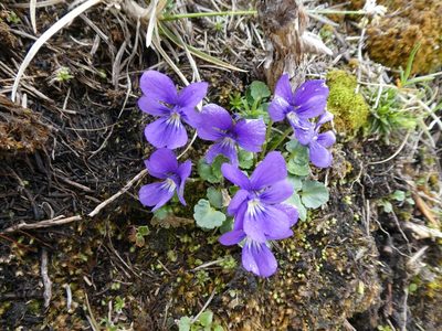 Viola alpina, photographed by Philipp Pavelka