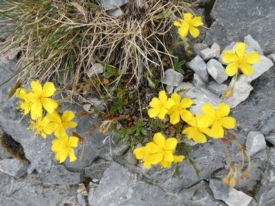 Helianthemum oelandicum, photographed by Philipp Pavelka