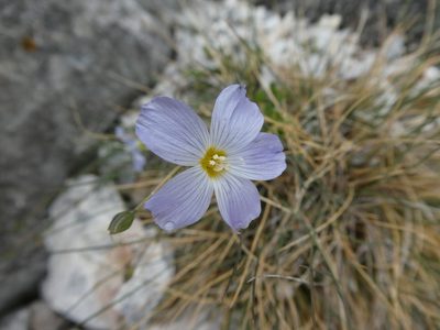 Linum alpinum, photographed by Philipp Pavelka