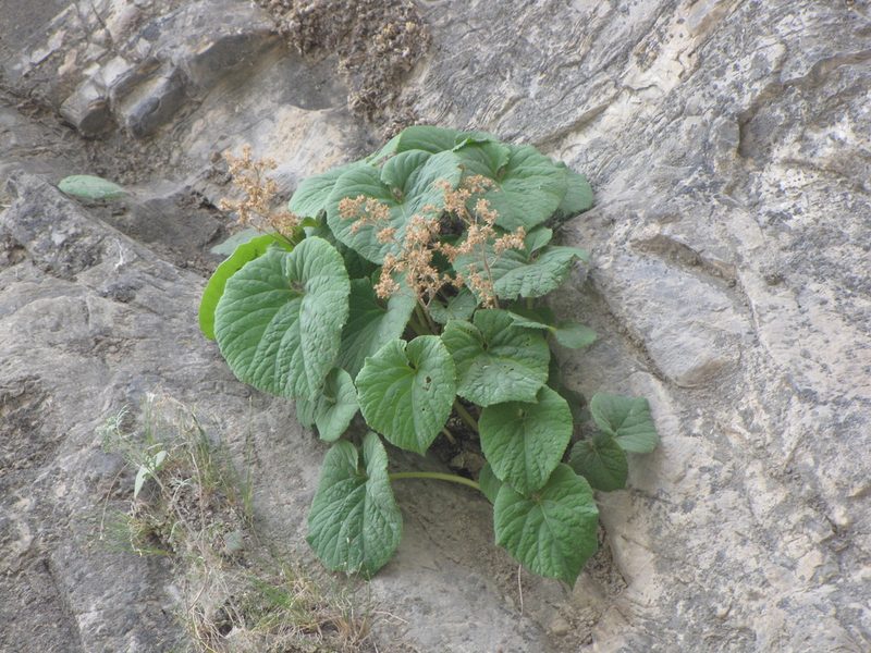 Oresitrophe rupifraga, photographed by Jens-Christian Svenning