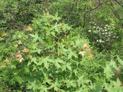 Acer truncatum, photographed by Jens-Christian Svenning