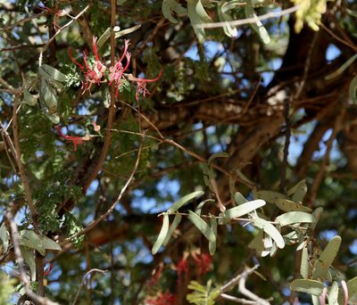 Plicosepalus amplexicaulis, photographed by Wynand Uys