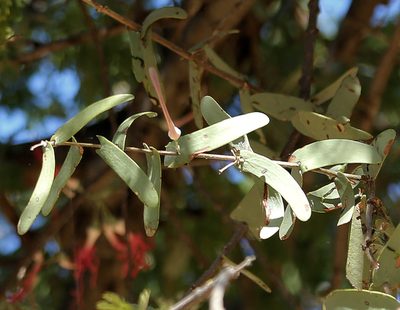 Plicosepalus amplexicaulis, photographed by Wynand Uys