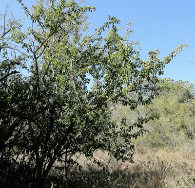Canthium armatum, photographed by Wynand Uys