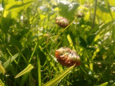 Trifolium reflexum, photographed by Katie Kucera