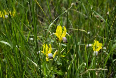 Iris variegata, photographed by Conrad Altmann