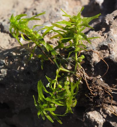Callitriche truncata, photographed by Ron Frumkin