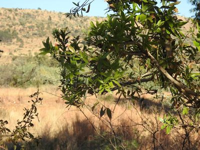 Combretum erythrophyllum, photographed by Matthew Fainman
