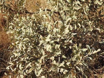 Ozoroa paniculosa, photographed by Matthew Fainman