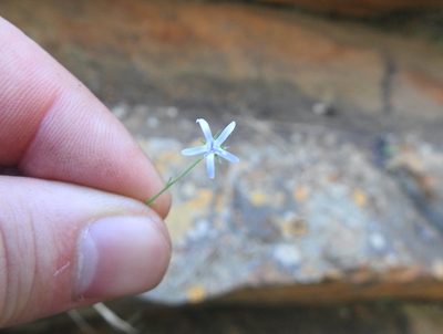 Wahlenbergia magaliesbergensis, photographed by Matthew Fainman