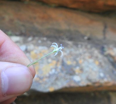 Wahlenbergia magaliesbergensis, photographed by Matthew Fainman