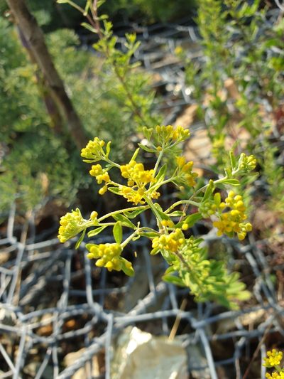 Odontarrhena muralis, photographed by Алена Ручка