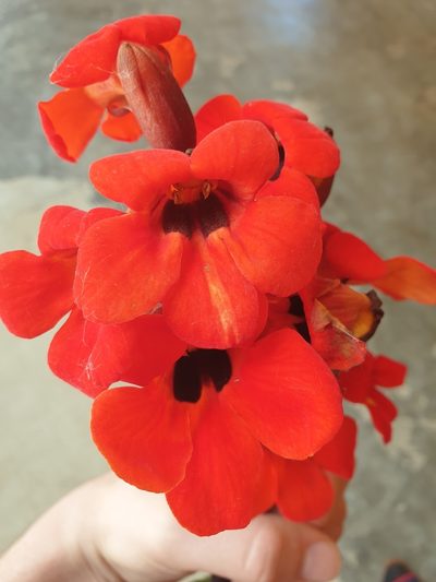 Phelypaea coccinea, photographed by Дауд Арсанукаев