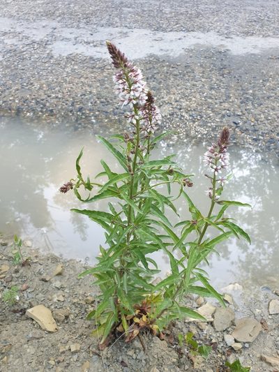 Lysimachia dubia, photographed by Алена Ручка