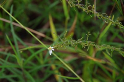 Symphyotrichum dumosum, photographed by Eric Knight