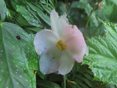 Begonia formosana, photographed by chiuluan