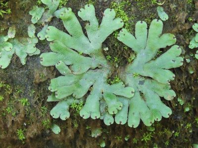 Marchantia emarginata, photographed by chiuluan