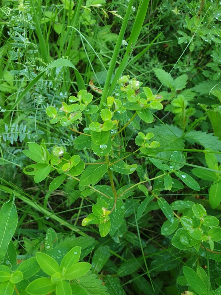Euphorbia tauricola, photographed by Алена Ручка