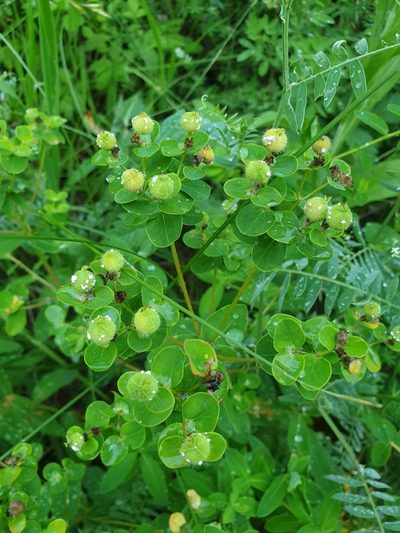Euphorbia tauricola, photographed by Алена Ручка