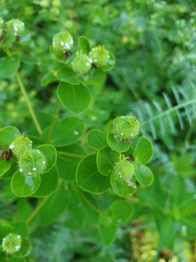 Euphorbia tauricola, photographed by Алена Ручка