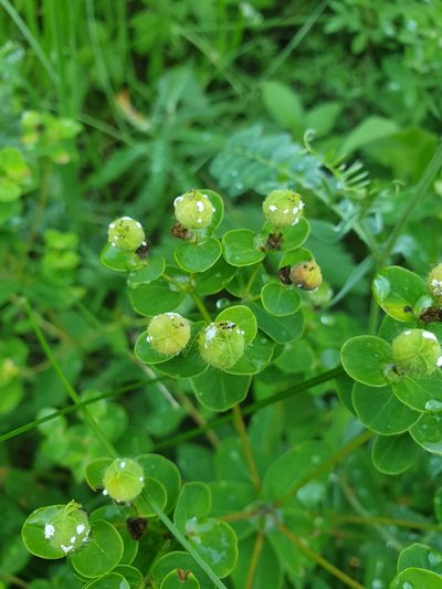 Euphorbia tauricola, photographed by Алена Ручка