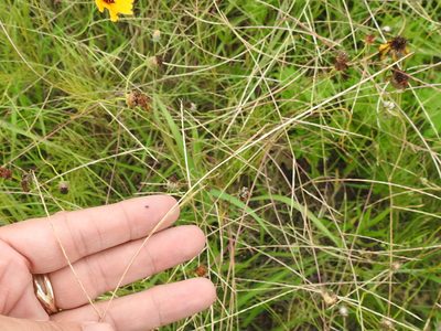 Muhlenbergia paniculata, photographed by Sam Kieschnick