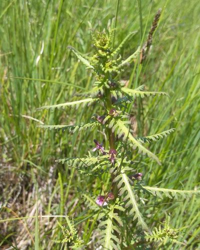 Pedicularis karoi, photographed by Юлия