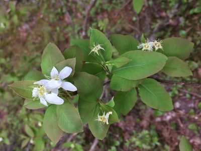 Amelanchier bartramiana, photographed by Tom Scavo
