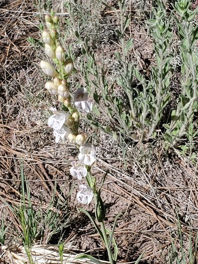 Penstemon virgatus, photographed by Craig Martin
