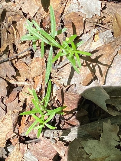 Galium uniflorum, photographed by Carol Ann McCormick