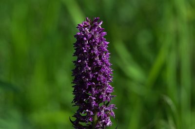 Dactylorhiza sibirica, photographed by Pavel Komkov