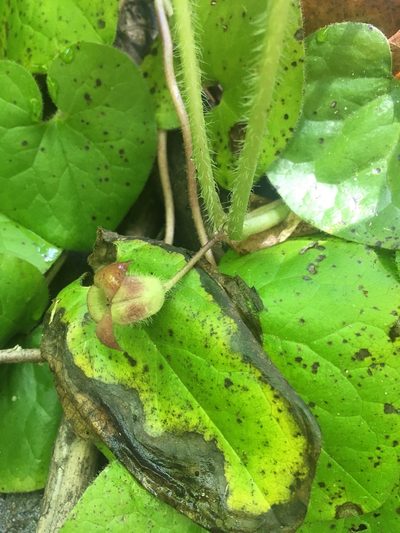 Asarum lemmonii, photographed by Erica Krimmel