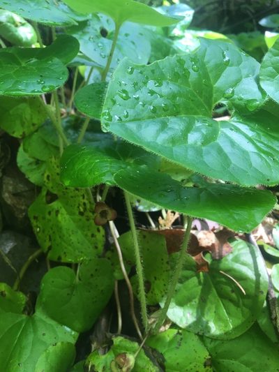Asarum lemmonii, photographed by Erica Krimmel