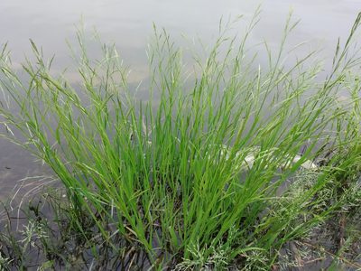Glyceria fluitans, photographed by Елена Смирнова